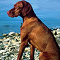 Exercising With Your Dog - Part 1 of 2
