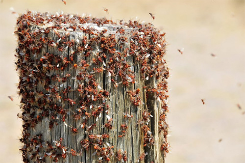 Western Harvester Ant Swarm on Seedskadee National Wildlife Refuge - Photo: Tom Koerner/USFWS