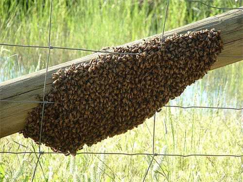 A swarm of Western honey bees by Bidgee. 