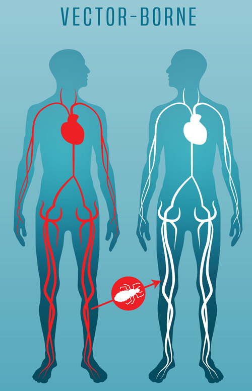 Disease Transmission - Vector - Borne