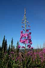 Fireweed