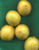 Key Limes