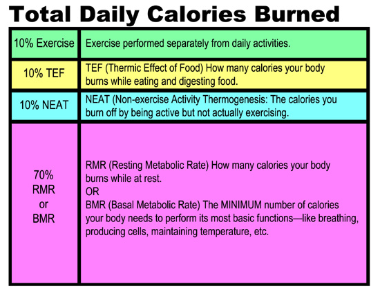 Total Daily Calories Burned