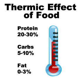 Thermic Effect of Food Explained - How Your Body Processes Food