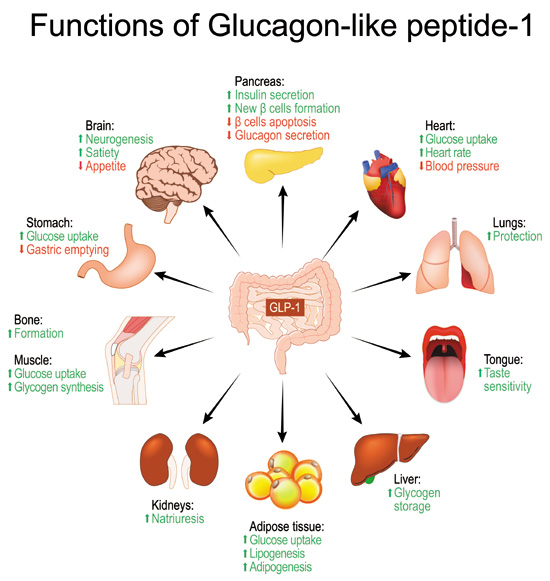 GLP-1 Effects