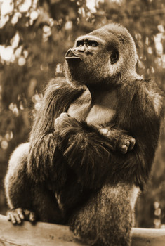 Is this how people see you in the gym?