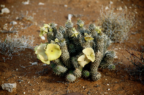 Hoodia Plant