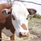 Is Your Meat Eco-Friendly?