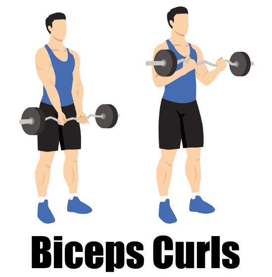 Biceps Curls