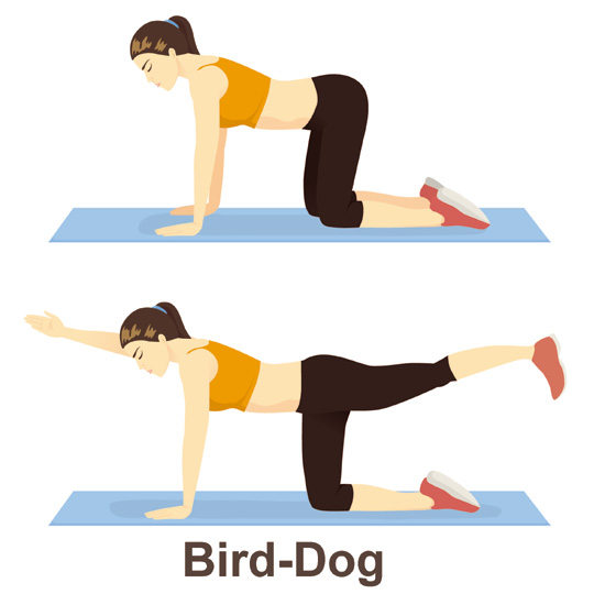 Bird-Dog
