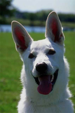 Exercising with Your Dog