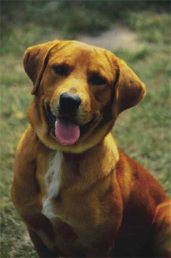 Exercising with Your Dog - Safety Considerations