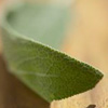 Sage