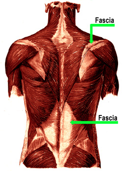 Fascia Connecting Muscle