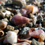 Start a rock or shell collection.