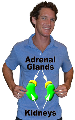 The adrenals are endocrine glands located on top of both kidneys.