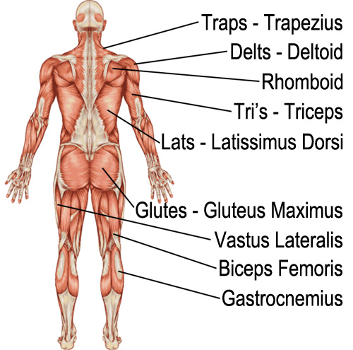 Body Image Back