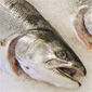 Healthy Fish Choices Made Easy