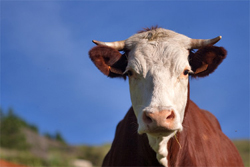 Beef