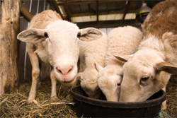 Lamb