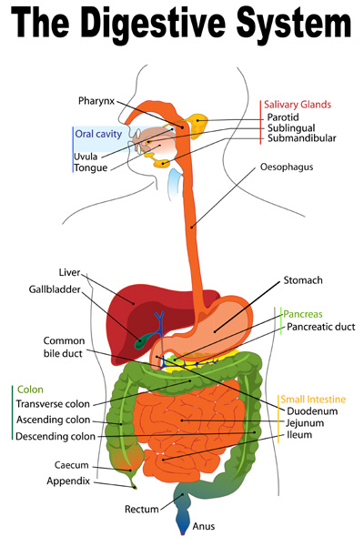 Image of GI Tract from Mariana Ruiz - LadyofHats.
