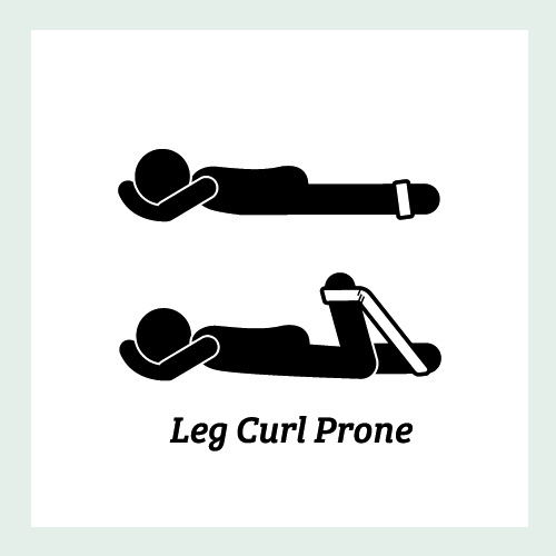 Leg Curl Prone